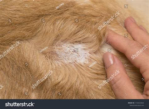 140 Vet Clinic Disinfection Images, Stock Photos & Vectors | Shutterstock