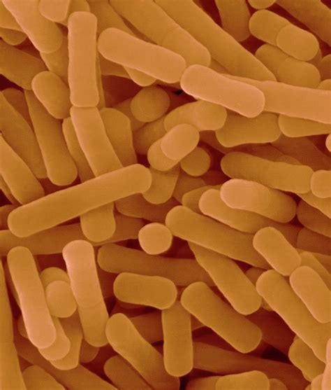 lactobacillus  microscope