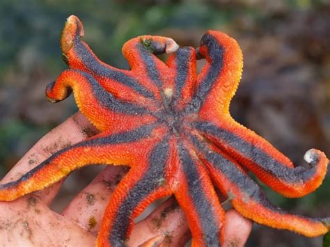 solaster stimpsoni striped sun star humboldt life lost coast