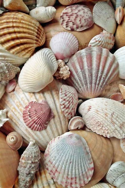 shell puns   shell arious box  puns