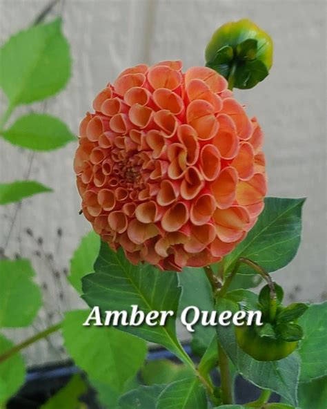 Amber Queen – Diamond Dust Farm