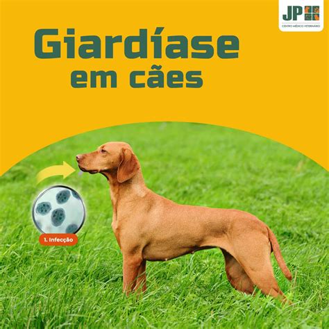 A giardíase é uma doença parasitária de distribuição mundial, que