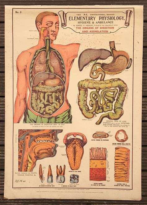 Physiology Worksheet Vintage