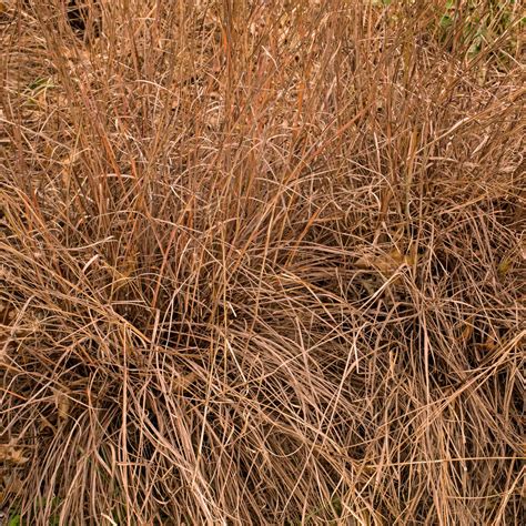 Amazon.com : Outsidepride Perennial Little Bluestem Grass Seed - 1 lb