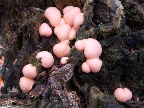 Pink Slime Mold Lycogola epidendrum - BRITISH NATURE GUIDE