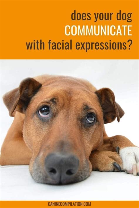 Puppy Milestones: When Do Puppies Open Their Eyes? - Canine Compilation