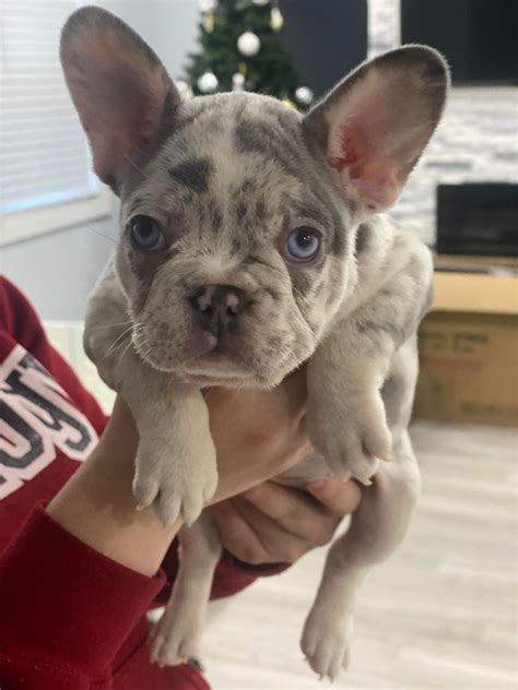 Merle French Bulldog for sale - Designer French Bulldogs