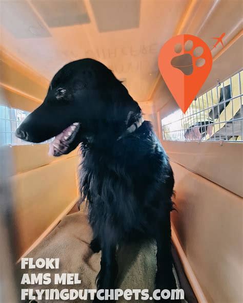 Flying Dutch Pets | Amsterdam