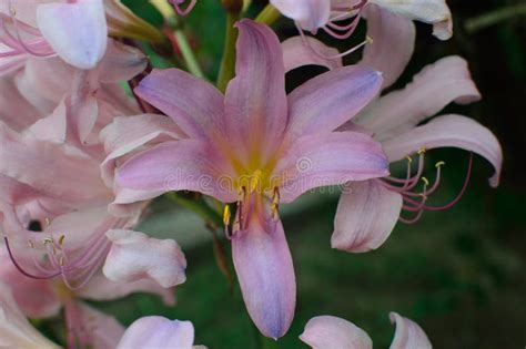 naked lady surprise lilies lycoris squamigera flowers  bee