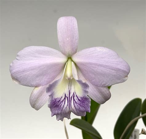 laelia sincorana var coerulea orchidweb