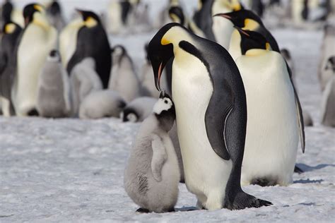 How Often Does A Emperor Penguin Eat - Emperor penguin, largest member