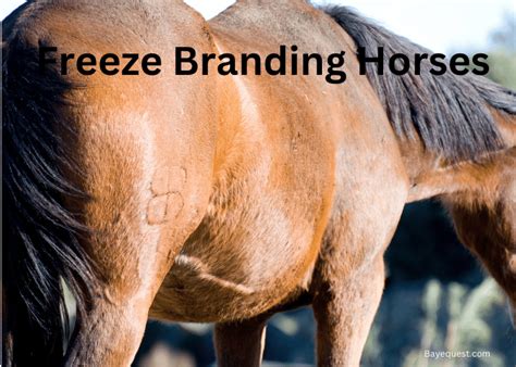 Freeze Branding Horses