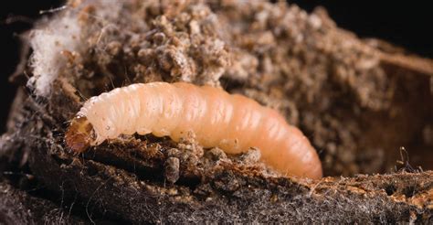 researchers   navel orangeworm  pests