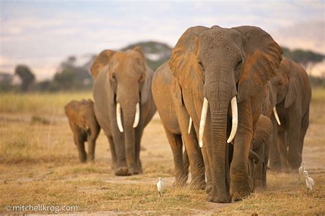 Elephant Family with Matriarch | Amboseli, Kenya