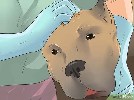 how to get burrs out of hair