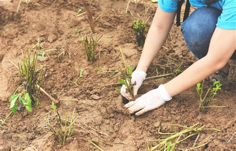 Fixa A Planta No Solo - mão segurando planta jovem para plantar no solo plantar árvores na ...