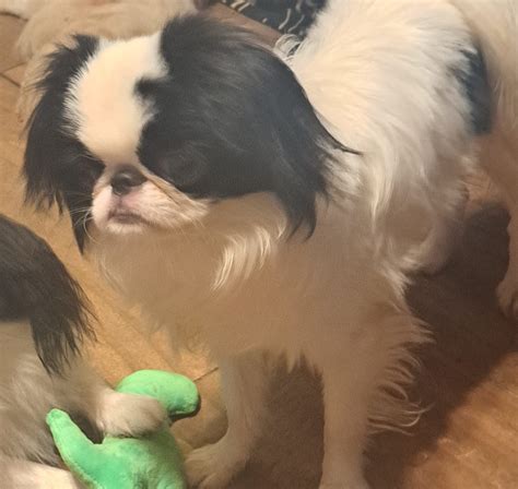 Mishamai Japanese Chin