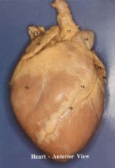 Bio II Lab Final- fetal pig circulatory system photos | Quizlet