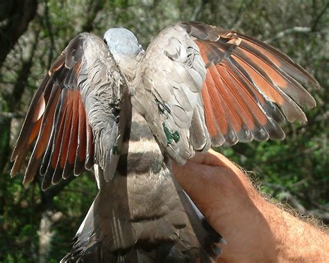 bird id set hermanus bird club