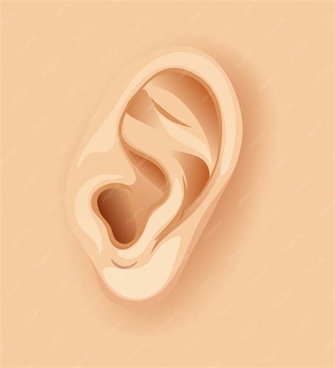 Ein menschliches ohr nah oben | Kostenlose Vektor