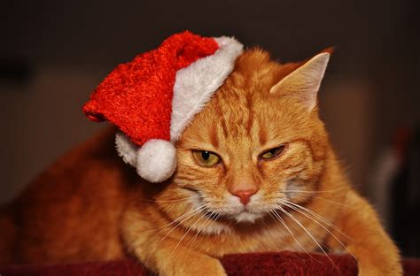 fat cat red  image