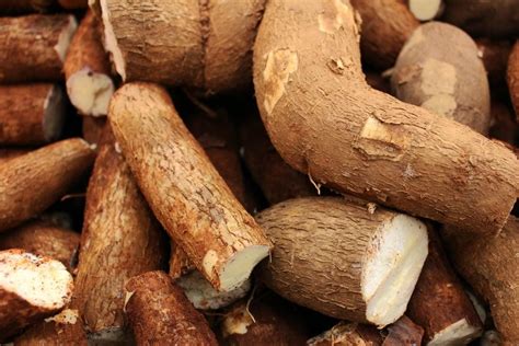 Cassava: properties, benefits and nutritional value