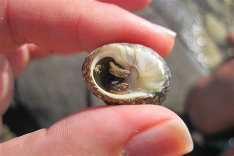 3 Unmistakable Signs Your Hermit Crab Has Shuffled Off Its Shell