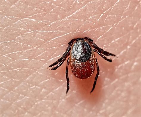 Borrelioosi (Lymen tauti) - FVR Suomen rokotetutkimus