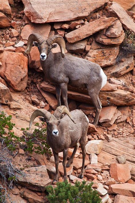 Utah | Rams, Zion NP | Desert animals, Most beautiful animals, North ...