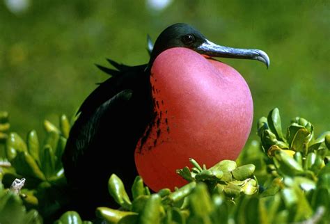 10 Facts About Magnificent Frigate Bird