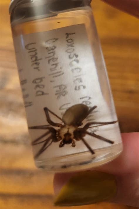 Brown Recluse loxosceles Reclusa, Wet Preserved Arthropod Specimen - Etsy