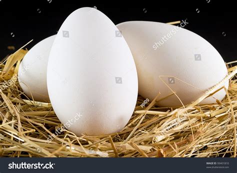 Goose Eggs Stock Photo 99401810 | Shutterstock