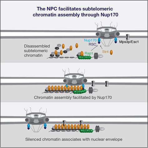 A Role for the Nucleoporin Nup170p in Chromatin Structure and Gene ...