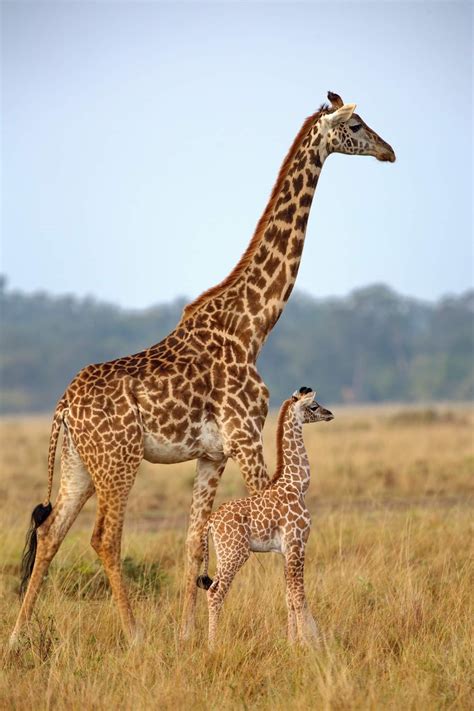 40 photos of baby giraffes – Artofit