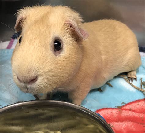Pet Adoption | Armonk, Scarsdale, White Plains & Yonkers, NY | SPCA
