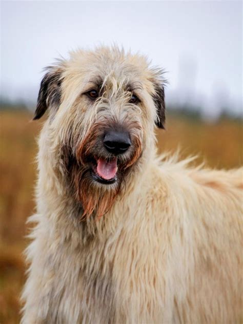 Colors of the Irish Wolfhound | Irish wolfhound, Wolfhound dog, Irish ...