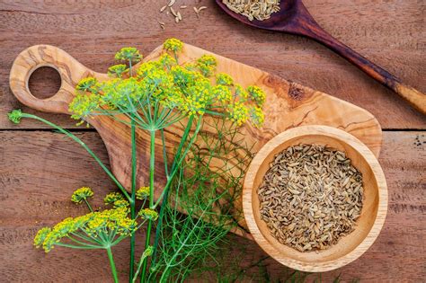 4 Herbal Alternatives to Traditional Stimulants - TAM