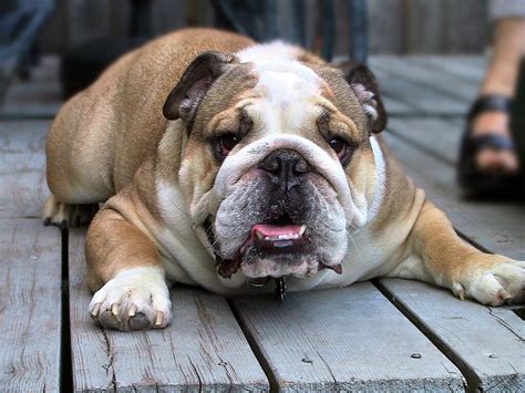Bulldog Finance Group