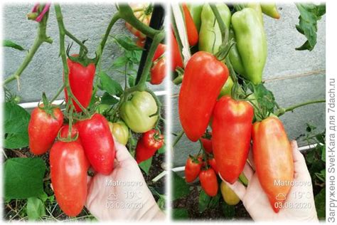 Томат Позано Фото – Telegraph