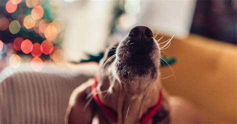 how to stop a dog from barking constantly