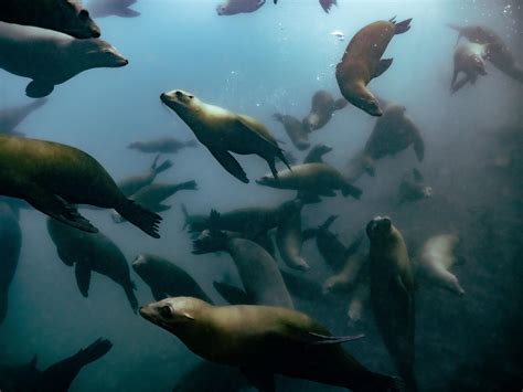 Looking forward to moments like these again : r/scuba