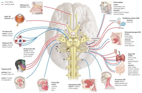 Cranial Nerves: Anatomy, Function, and Treatment