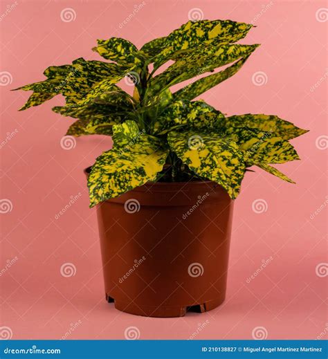 Aucuba Japonica in Pot with Pink Background Stock Image - Image of