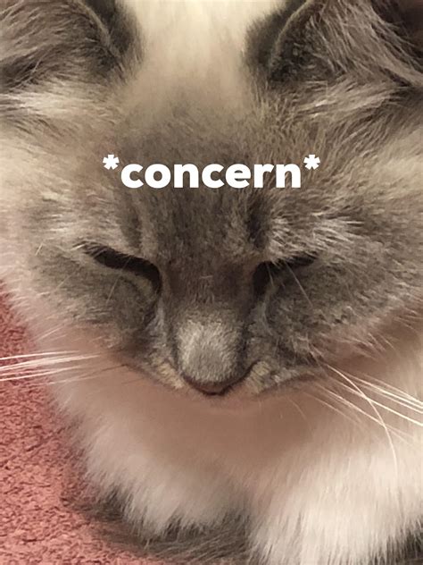 Reddit when you try to recreate reaction images with your pets: : r/memes