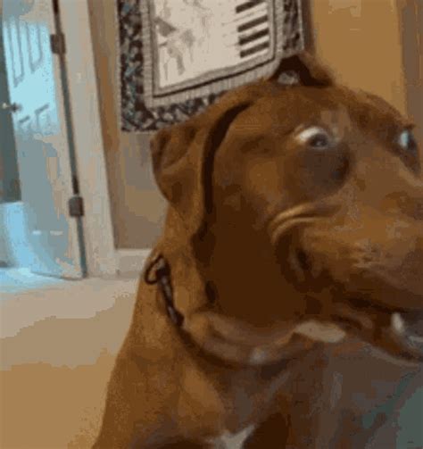 Surprised Dog Meme