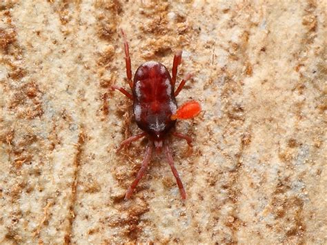 erythraeidae family  kambah act canberra southern tablelands