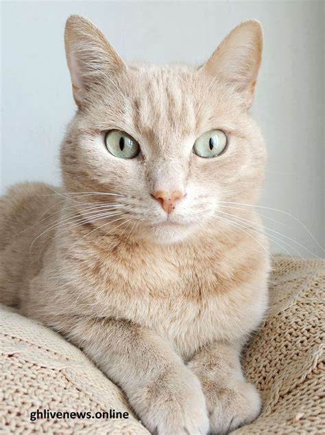 Common cat health issues and symptoms - Gh Live
