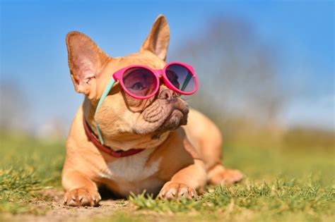 10 Most Common Dog Breeds in Our Community: A Local Spotlight – Joyride ...