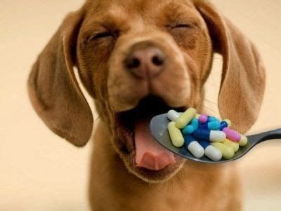 Paracetamol for Dogs? Dosing With Care - WeWantDogs