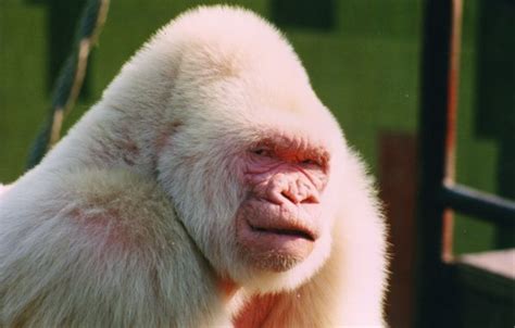 Photos: Snowflake the Albino Gorilla | Albino Animals | Live Science